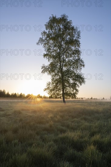 Moor birch