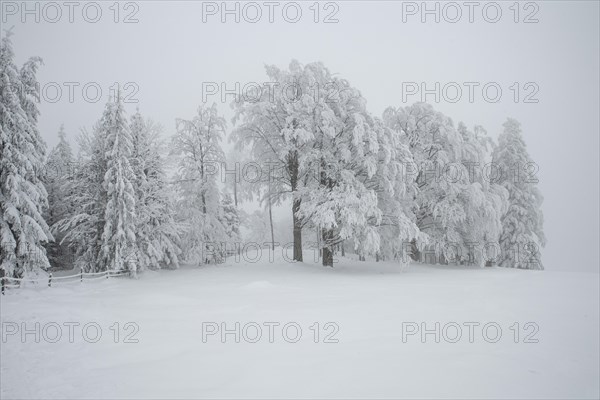 Winter landscape