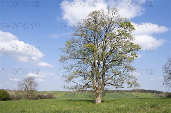 Sycamore maple