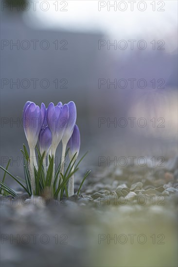 Purple spring crocus