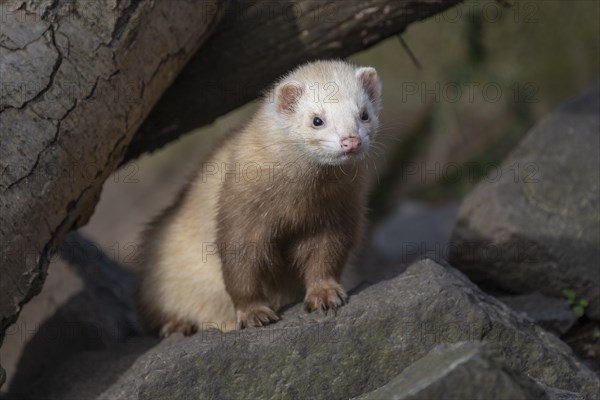 Ferret