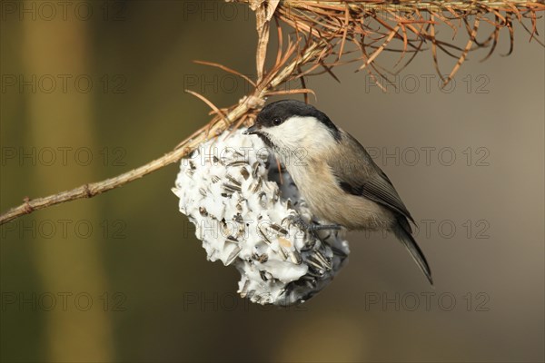 Marsh Tit