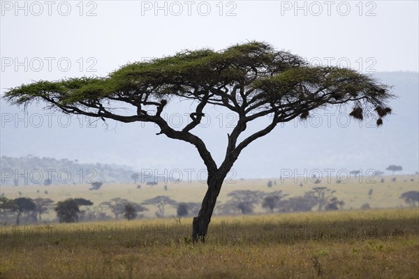 Umbrella thorn acacias