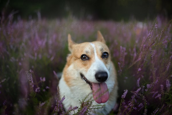 Pembroke Welsh Corgi dog sitting in a blooming heather meadow. Happy dog