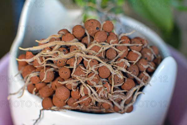 Example of house plant with well grown roots in expanded clay pellets in passive hydroponics