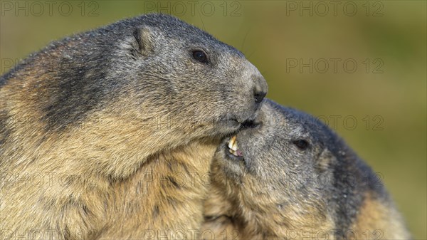 Alpine marmot