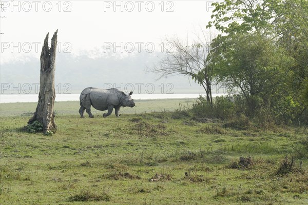 Indian Rhino