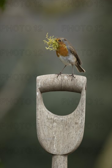 European robin