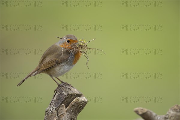 European robin