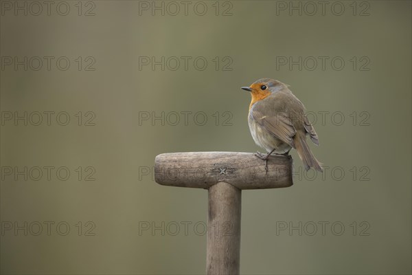 European robin