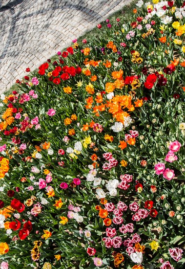 Blooming colorful tulip flowers in garden as floral background