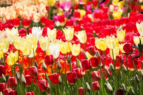 Blooming colorful tulip flowers in garden as floral background