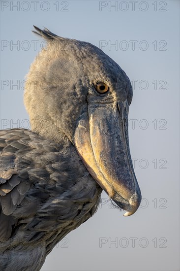 Shoebill