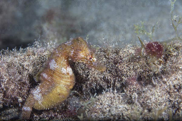 Short-snouted seahorse