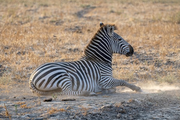 Plains Zebra of the subspecies crawshay's zebra