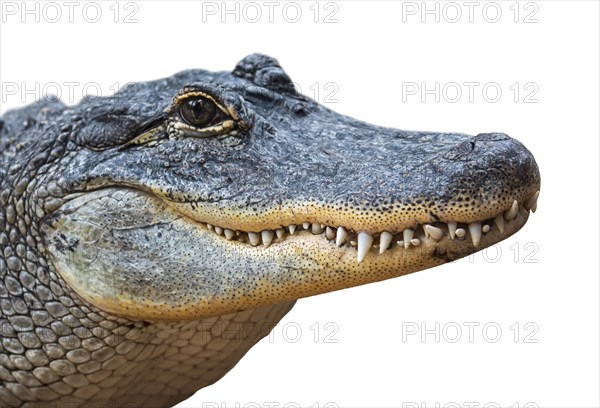 American alligator