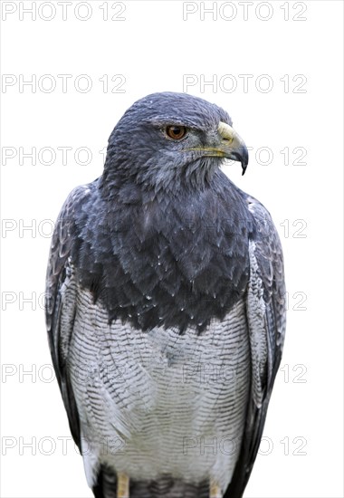 Black-chested buzzard-eagle