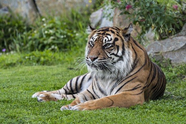 Sumatran tiger