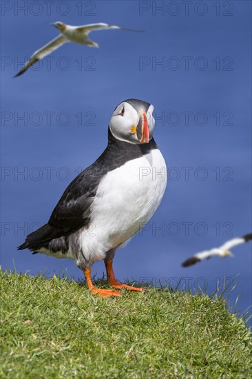 Atlantic puffin