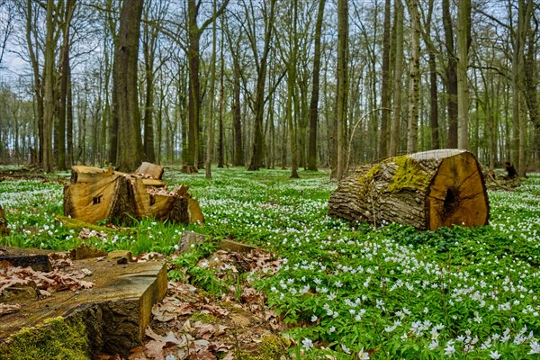 Forest floor full of flowering wood anemones and tree stumps