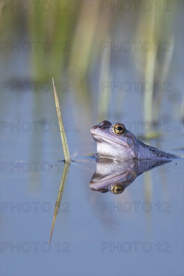 Blue moor frog