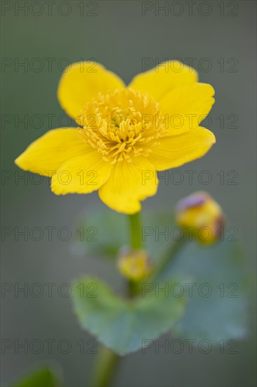 Marsh marigold