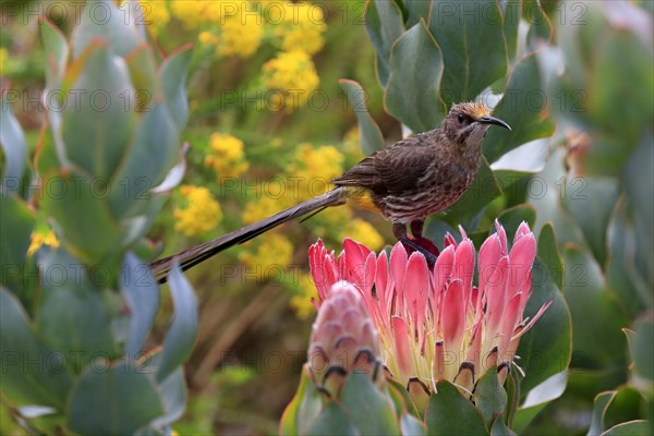 Cape sugarbird