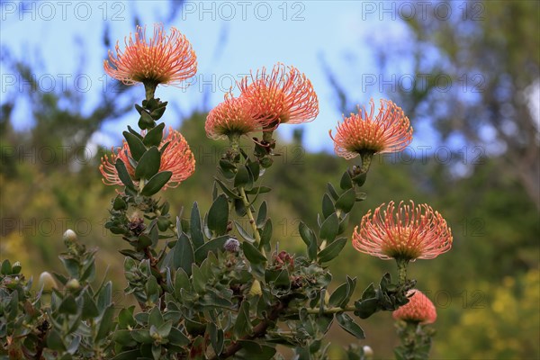 Pincushion Protea