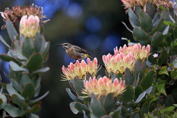 Protea aristata