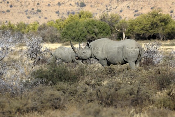 Black rhinoceros