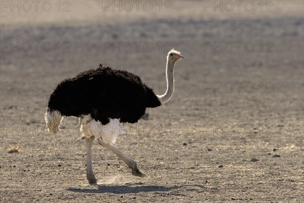 South African ostrich