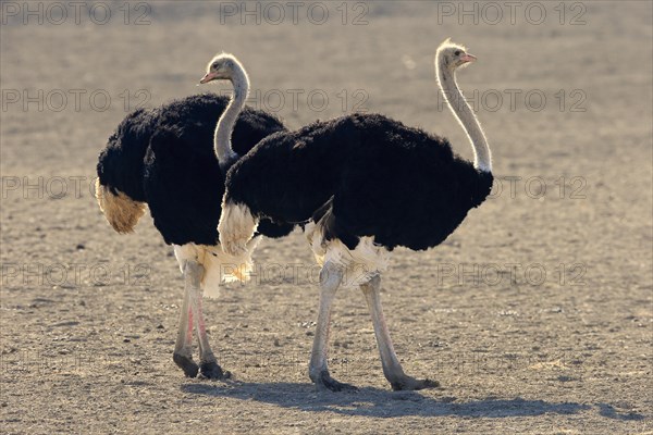 South African ostrich