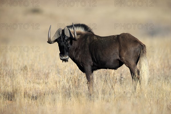 White-tailed gnu