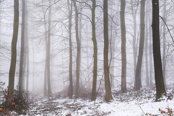 Beech forest in the fog