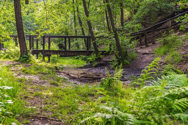 Bridge at the Ems springs in the Moosheide nature reserve near Hoevelhof