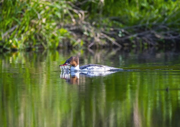 Common merganser