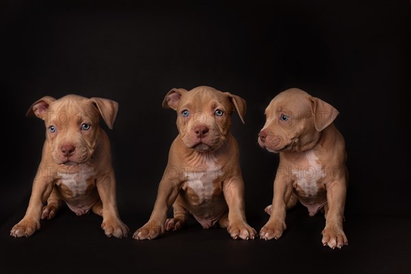 Puppy American Pit Bull Terrier sit on black background in studio