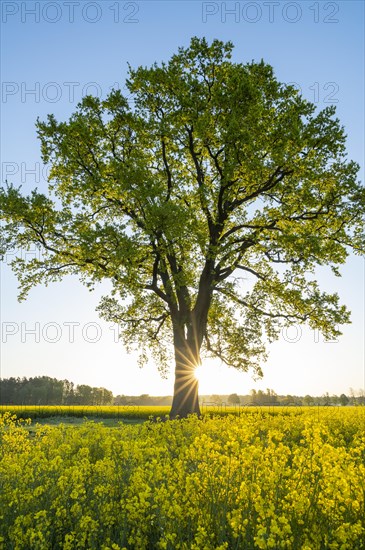 English oak