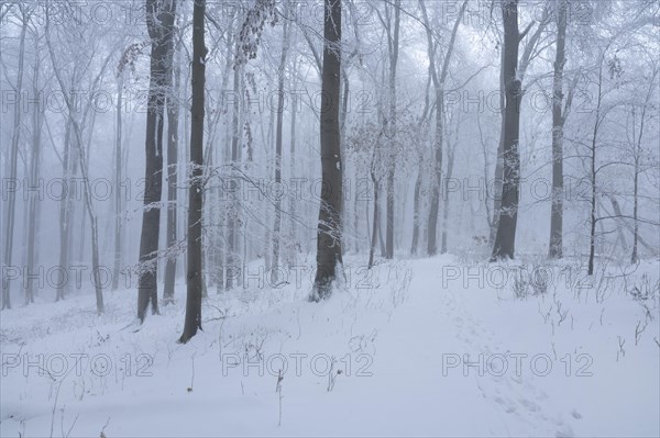 Snowy beech