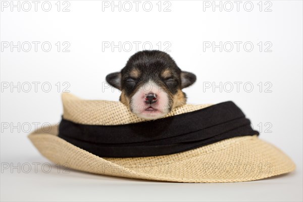 Ten days old puppies of the Welsh Corgi Pembroke