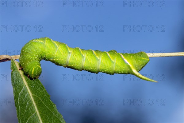 Privet hawk moth caterpillar hanging on stalk with green leaf feeding left looking down against blue sky