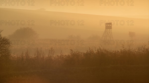 Beautiful Moravian fields with avenues of trees shrouded in morning fog. Czech republic