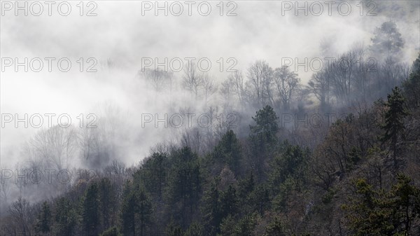 Clouds of mist in the forest