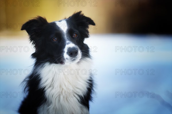 A Border Collie dog poses and shows various tricks in a somewhat wintery setting. Little snow