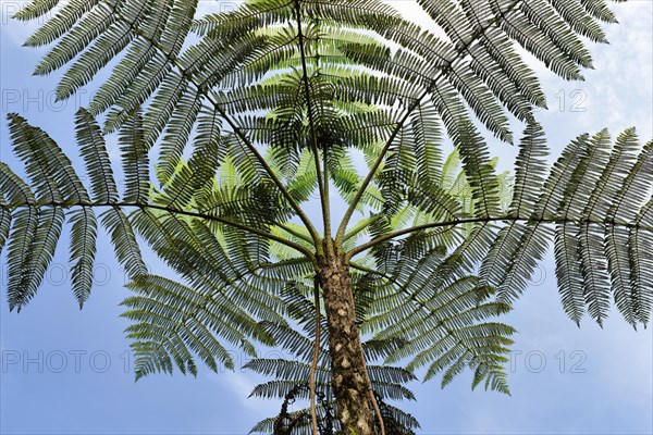 Tree ferns