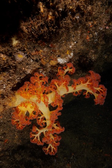 Red tree coral