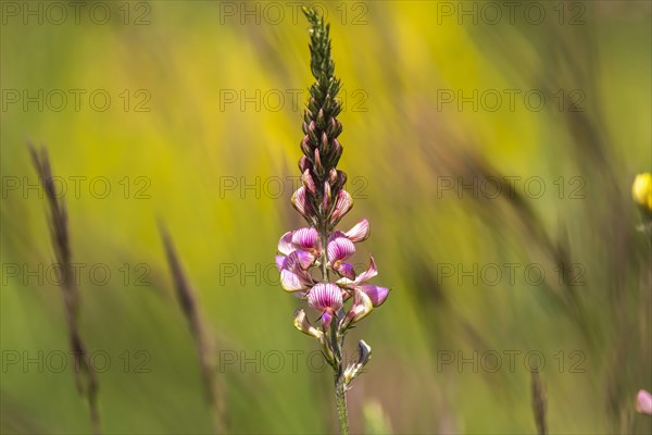 Sainfoin