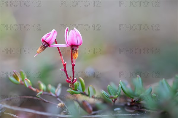 Small cranberry