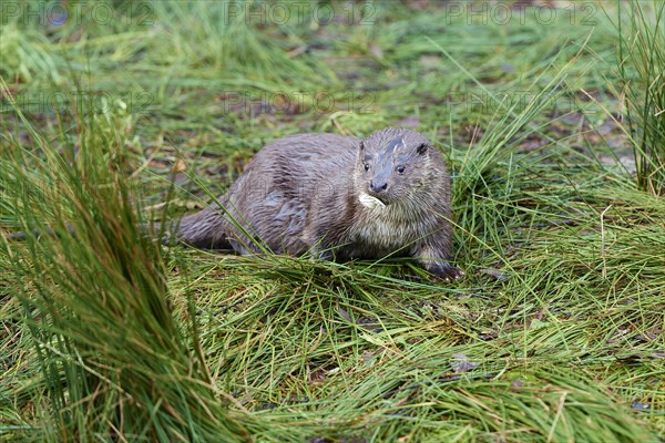 European otter