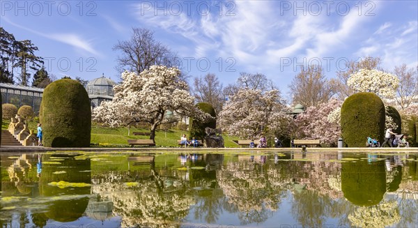 Flowering of magnolias at Wilhelma